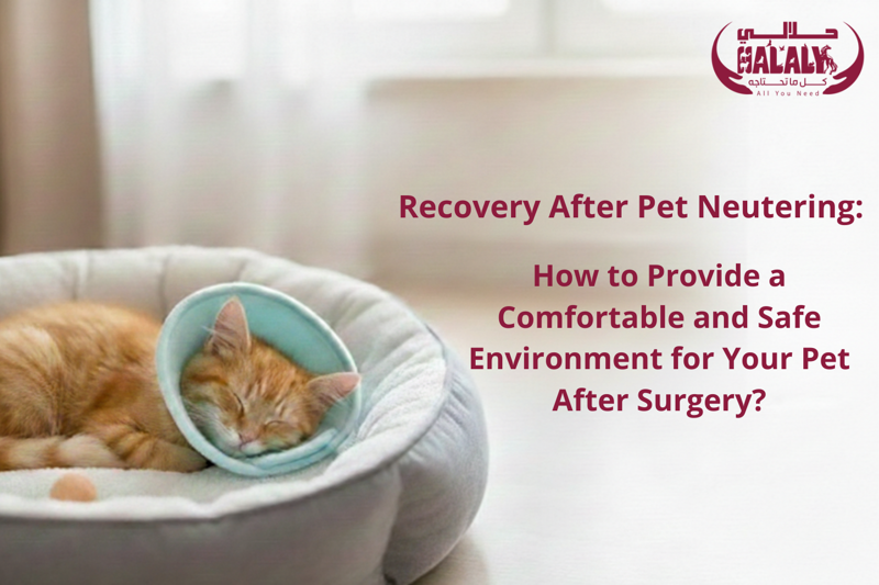 Recovery After Pet Neutering: How to Provide a Comfortable and Safe Environment for Your Pet After Surgery?